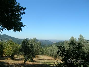 Terreno Agricolo circa 3 ettari