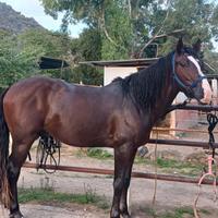 Cavallo castrone