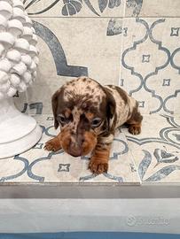 Cuccioli Bassotto