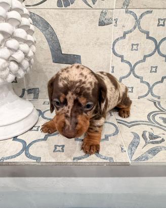 Cuccioli Bassotto