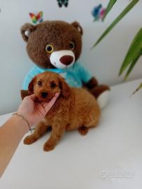 Maltipoo