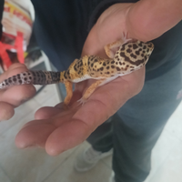 Geco leopardini