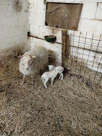 Pecore d'Ouessant 2 femmine