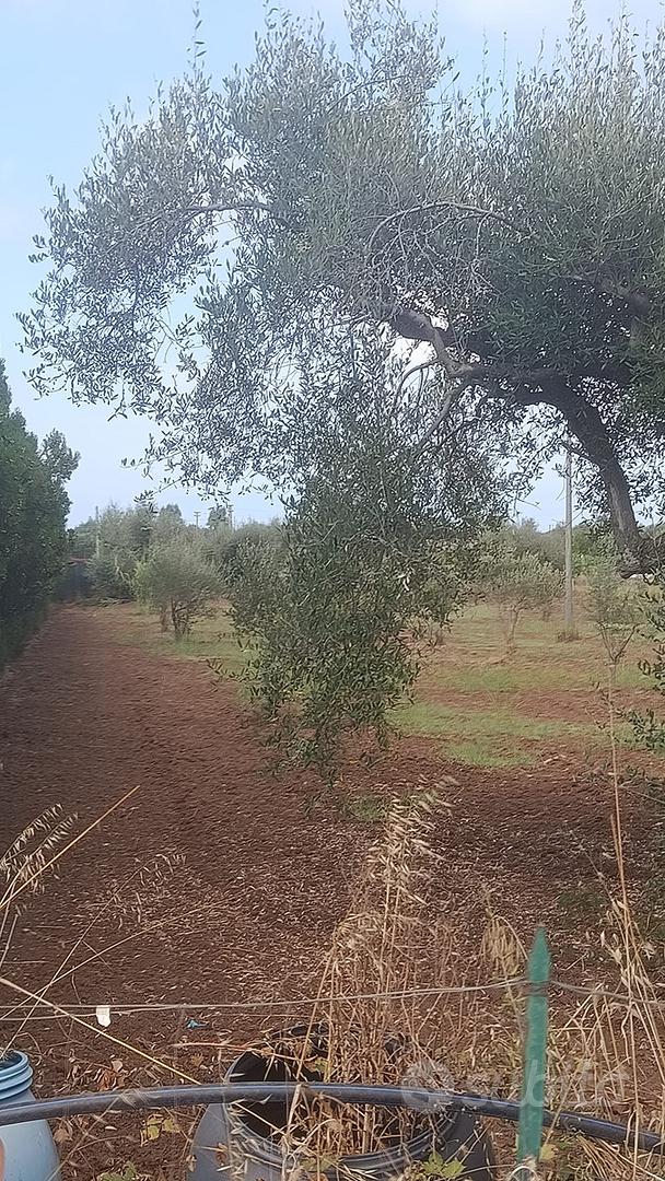 Terreno agricolo - Vista 5