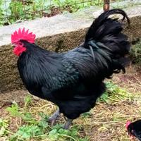 Coppia Australorp