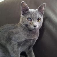 Simil certosini ipovedenti in adozione