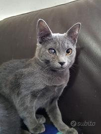 Simil certosini ipovedenti in adozione