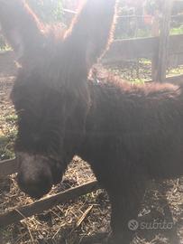 Asinelli,mamma e figlio