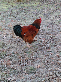 Giovane gallo riproduttivo