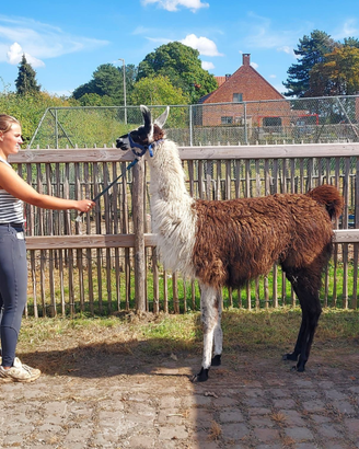 Lama