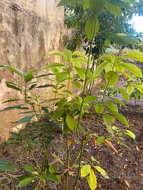 Piante