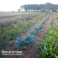 Terreno agricolo recintato