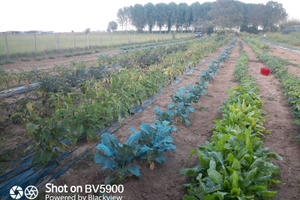 Terreno agricolo recintato