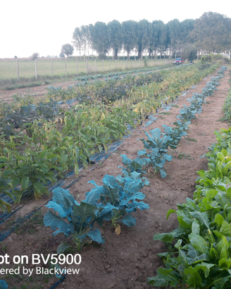 Terreno agricolo recintato