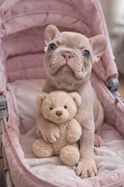 Bulldog francese esotico blu New Shade tan