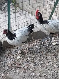 Trio di lakenvelder di 5 mesi
