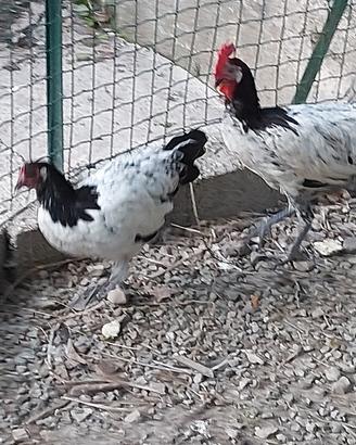 Trio di lakenvelder di 5 mesi