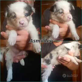 Border collie con pedigree