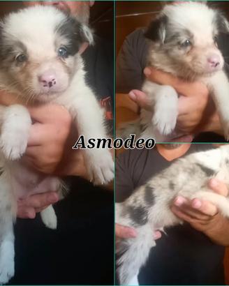 Border collie con pedigree