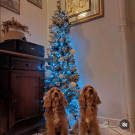 Cocker spaniel inglese