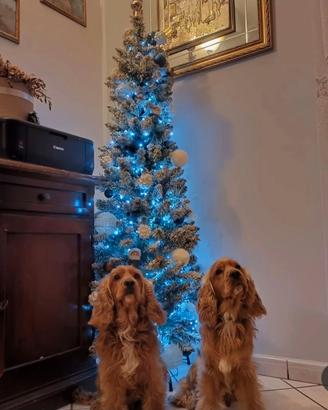 Cocker spaniel inglese