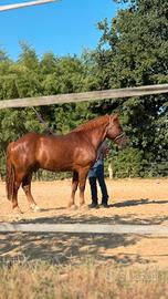 Cavallo per trekking 