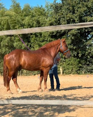 Cavallo per trekking 