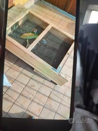 cassetta x  piccole tartarughe  o altri animaletti