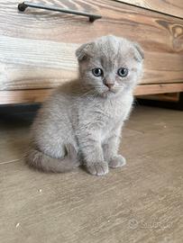 Cucciola Scottish Fold