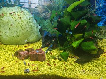 Neocaridine o Caridine Rosse Bloody Mary