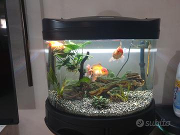 acqurio malibù 