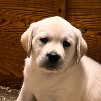 Cuccioli di Labrador con pedigree enci