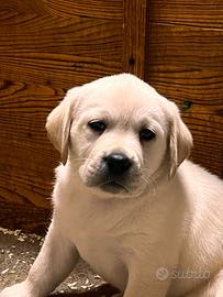 Cuccioli di Labrador con pedigree enci