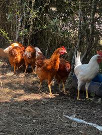 Anatre galline