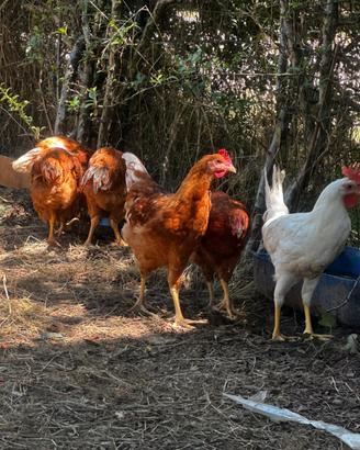 Anatre galline