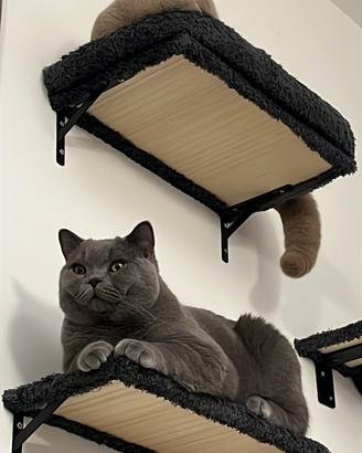 Monta British Shorthair mascio blue