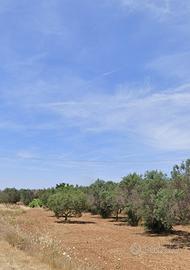 2 terreni agricoli edificabili 1,5ha