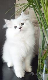 Gattini persiano VACCINATI