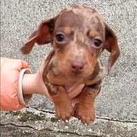 Disponibile femmina bassotto