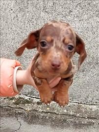 Disponibile femmina bassotto