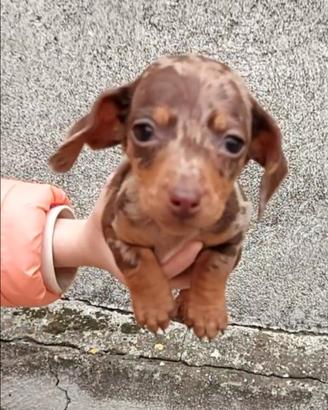 Disponibile femmina bassotto