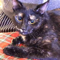 Alba micia tartaruga 8 mesi