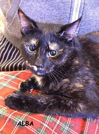 Alba micia tartaruga 8 mesi