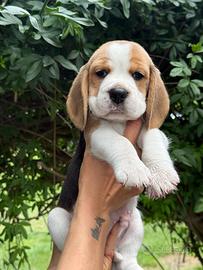 Cuccioli di beagle con pedigree