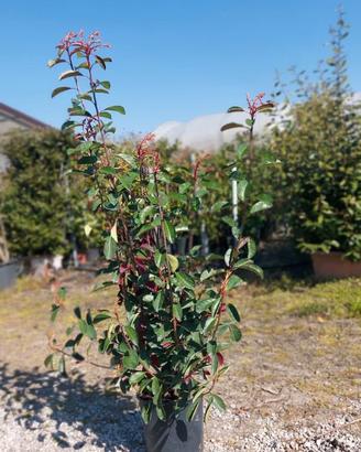 photinia