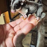 Petauro dello zucchero