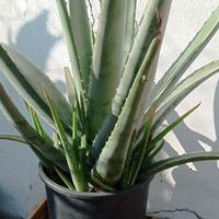 Aloe vera