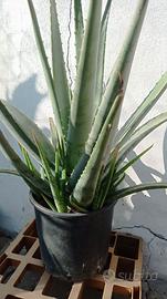 Aloe vera