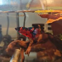 Betta Hmpk pesce combattente