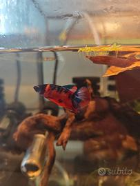 Betta Hmpk pesce combattente